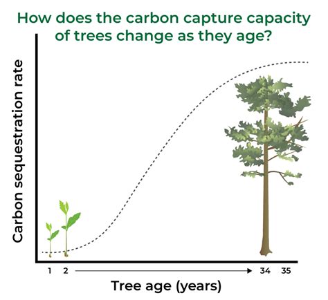 Carbon Jargon How Trees Capture And Store Carbon Carbon Neutral Blog