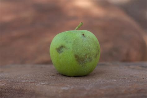 Kostenlose Foto Apfel Frucht Lebensmittel Gr N Produzieren Birne