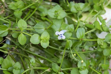 Lindernia rotundifolia | Akvaristika i teraristika
