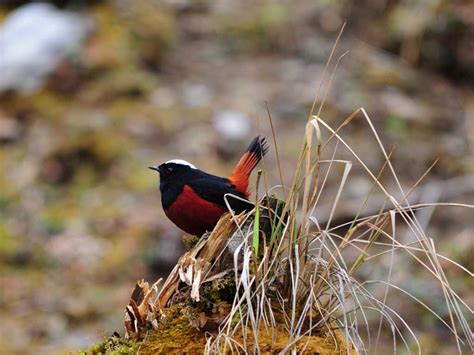 Birds Of Bhutan Bhutan Bird Watching Tour Bhutan Inbound