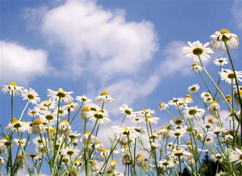 Daisy - planting, care, blooming of oxeye, the 5th anniversary daisies!