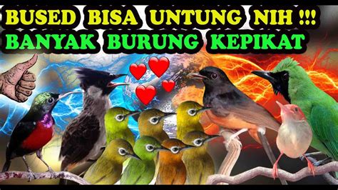 Mp3 Suara Burung Ribut Untuk Pikat Ampuh YouTube