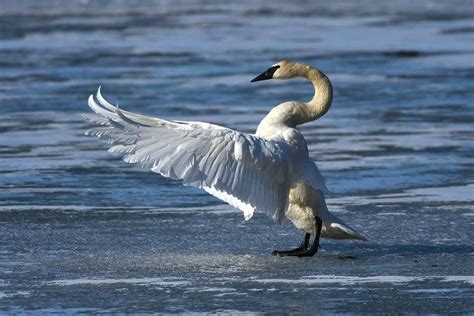 Trumpeter Swan Photo: Doug Lloyd Trumpeter Swan, Lloyd, Alaska, Bird, Animals, Photo, Animales ...