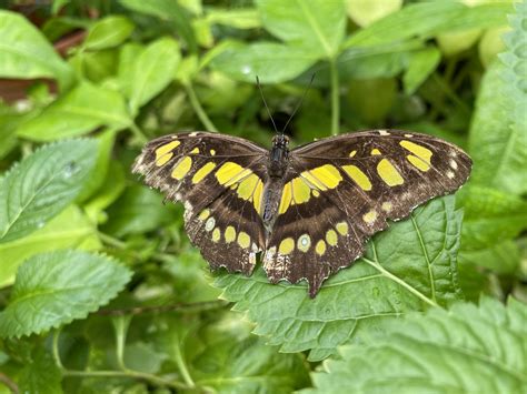 Black and yellow butterfly on green leaf plant photo – Free J.e