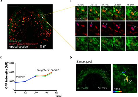 Figures And Data In Live Imaging Of Heart Tube Development In Mouse