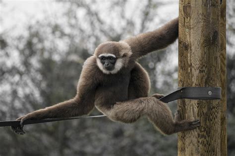 Twycross Zoo - North Warwickshire Tourism