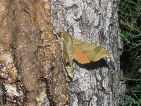 Virginia Creeper Sphinx Darapsa Myron Virginia Creeper S Flickr