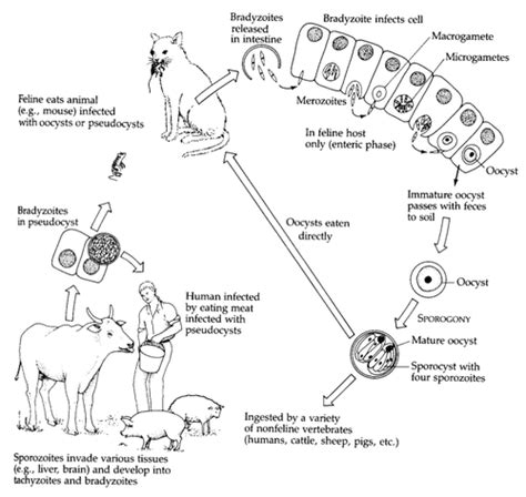 Whipworms Tapeworms Heartworms And Toxoplasma Gondii Flashcards