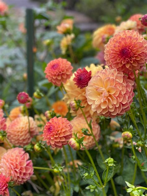 Garden America Radio Show was live. | By Garden America Radio Show