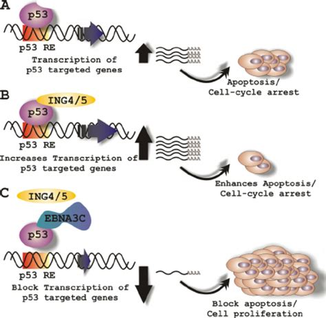 Schematic Representation Of EBNA3Cs Role In Modulating Both ING4 And