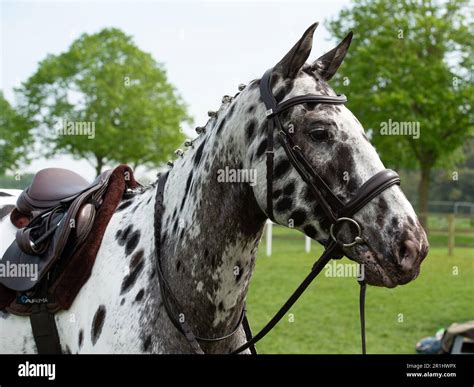 Windsor Berkshire Uk 14th May 2023 Beautiful Appaloosa Horses At