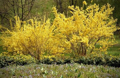 Forsythia Flowers: Bright Blooms with Deep Meanings and Symbolism - Petal Republic