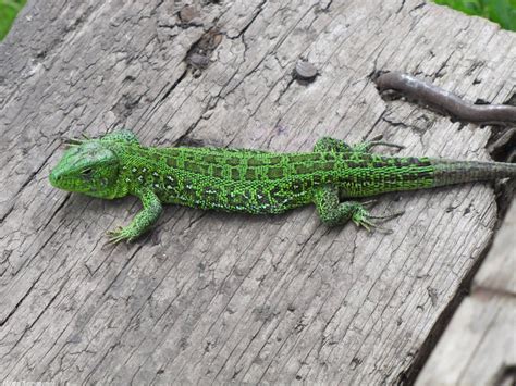 Прыткая ящерица - 69 фото