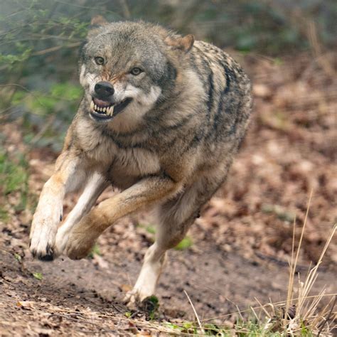 Wolf reißt Wild bei Schönecken in der Eifel SWR Aktuell