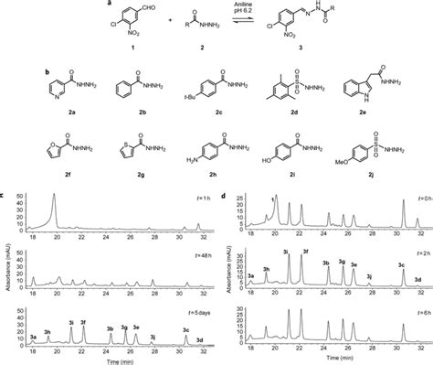 Aniline Catalysed Acylhydrazone Formation A Aldehyde Equilibration Download Scientific