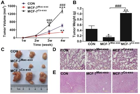 In Vivo Tumorigenicity Assay Of MCF 7 Cells Treated With Exosomes A