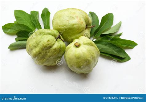 Fresh Green Raw Guava Psidium Guajava L Fruit Cut In Half Sliced