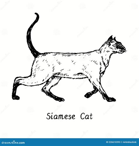 Siamese Thai Cat Standing Side View Ink Black And White Doodle Drawing