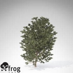 XfrogPlants Myrtle 3d Models STLFinder