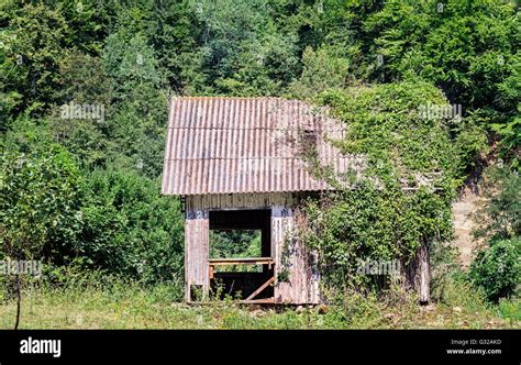 Abandoned Wooden House In The Forest Half Covered In Ivy Vines Stock