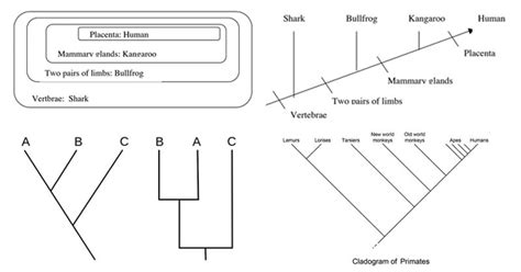 Cladogram: Features, Parts, Examples (vs. Phylogram)