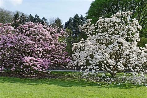 Louisiana’s Beloved Magnolia: The Story Behind the State Flower