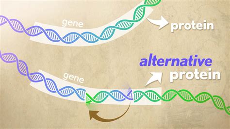 Bacteria Flip Gene Segments To Alter Proteins Surprisingly Often With