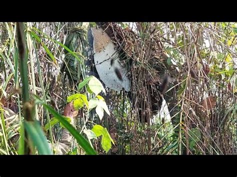 Perjuangan Panen Lebah Madu Hutan Rawa Youtube