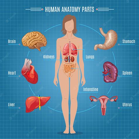 Female Body Anatomy Organs