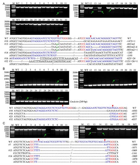 Ijms Free Full Text Crisprcas9 Mediated Deletion Of Large Genomic