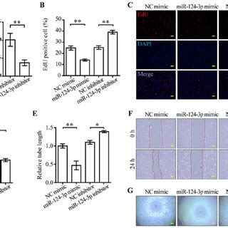 Expression Levels Of Mir 124 3p Are Increased In The Hli Model And