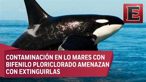 Las Orcas Est N En Peligro De Extinci N Youtube