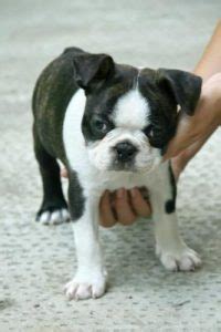 Chiot Boston Terrier A Donner Chaton Chien Donner