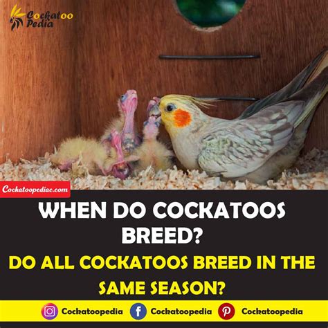 When Do Cockatoos Naturally Breed? - Cockatoo Pedia