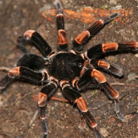 Orange Knee Tarantula Spotted On Path In Costa Rica Arachnids