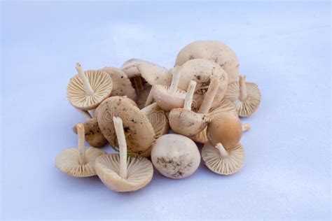 Marasmius Pulcherripes Stock Photos Free Royalty Free Stock