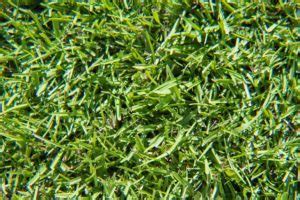 Centipede Grass Growing And How To Make Centipede Grass Spread