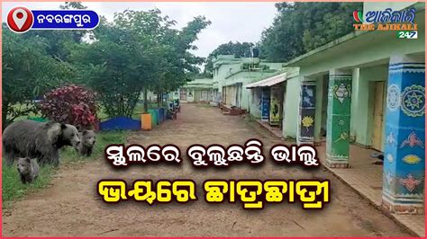 ସ୍କୁଲରେ ବୁଲୁଛନ୍ତି ଭାଲୁ ଭୟରେ ଛାତ୍ରଛାତ୍ରୀ ଓ ଶିକ୍ଷକ ଶିକ୍ଷୟତ୍ରୀ