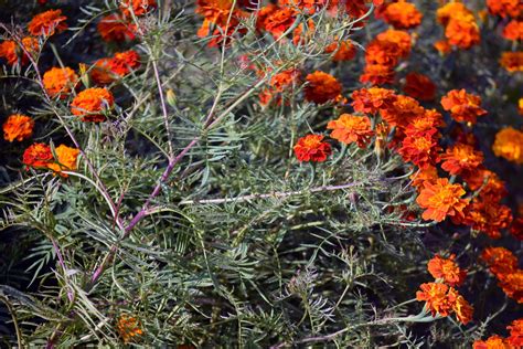 Golden Marigold Flowers 1 Free Stock Photo Public Domain Pictures