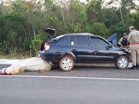 G1 Carro Bate Em Cavalo E Motorista Morre Em Rodovia No Tocantins