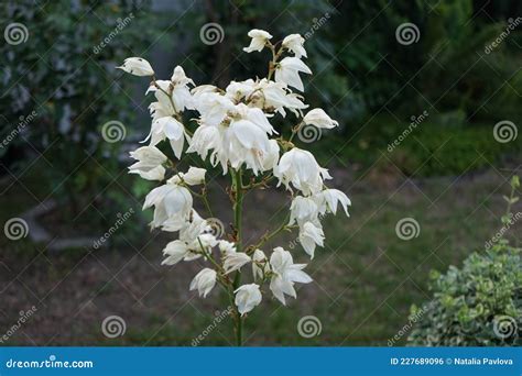 Yucca Blooming With White Flowers In July Yucca Is A Genus Of