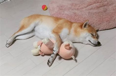 スヤァ 柴犬ライフモデル応募 柴犬 Shibainu Shibastagram