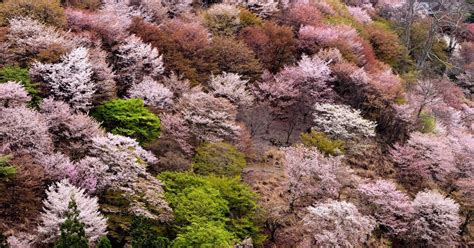 赏樱之旅：吉野山、奈良与京都｜旅游路线｜【官方】日本国家旅游局jnto