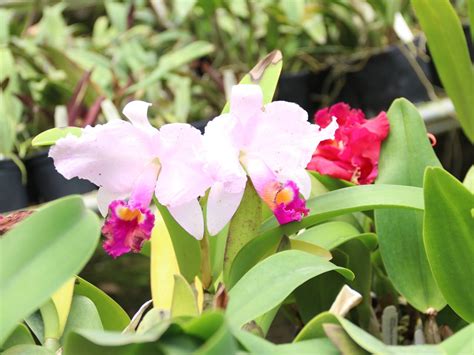 Orquídeas un tesoro escondido en la Amazonía ecuatoriana