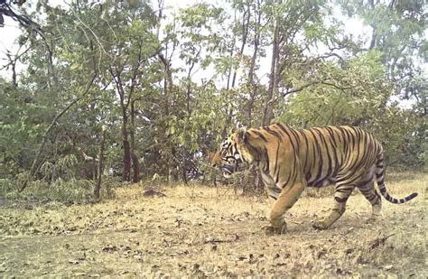 20 Best Tiger Reserves In India