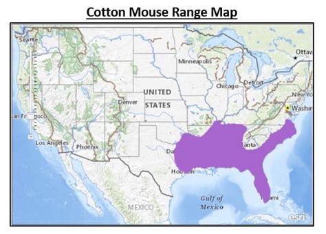 9 Types Of Mice And Rats Found In Alabama Bird Watching Hq