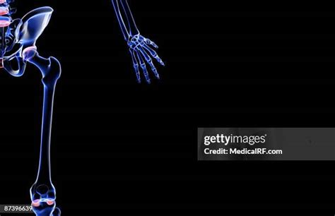 Obturator Foramen Photos and Premium High Res Pictures - Getty Images