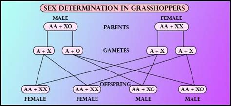 Explain The Mechanism Of Sex Determination In Insects Like Drosophila