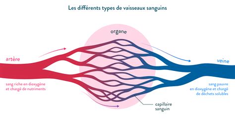 Evaluation Svt 5eme Circulation Sanguine