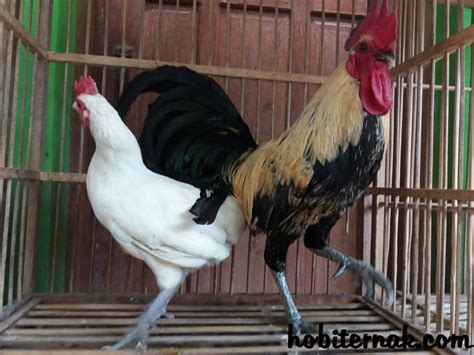 Poultry Farming Business Attention Find The Opportunity Of Laughing